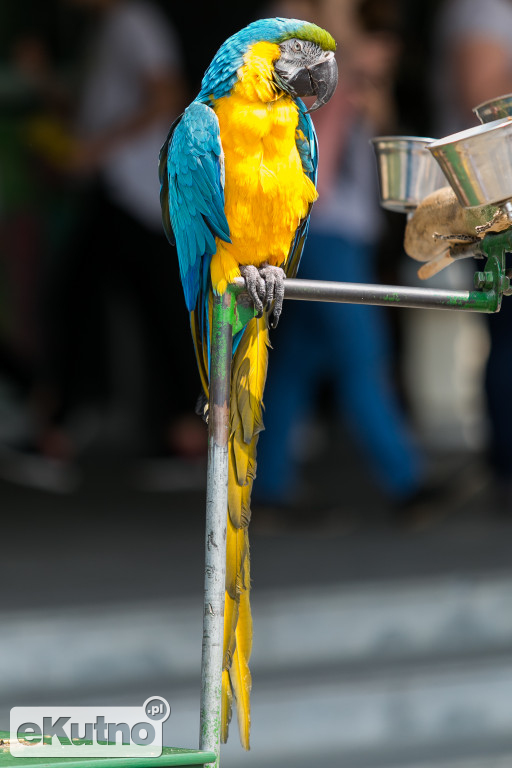 Piknik wśród Róż 2019