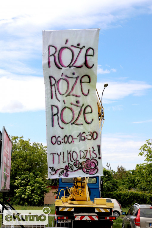Hodowcy róż w maju w Kutnie