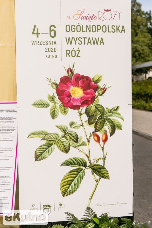 Święto Róży - dzień drugi