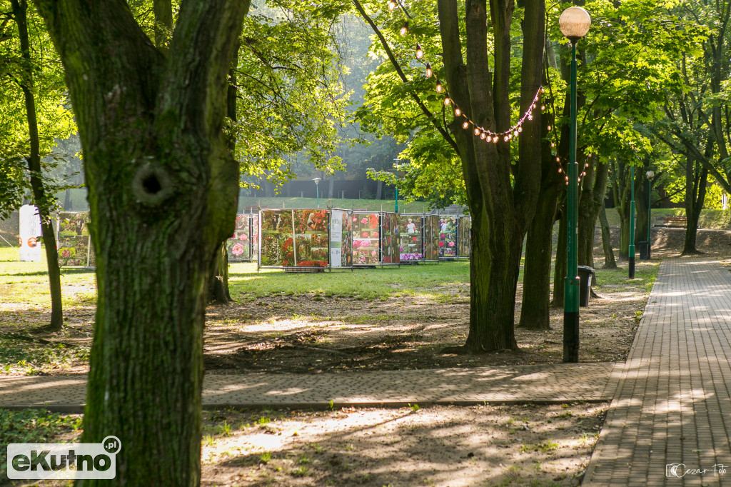Święto Róży - dzień drugi