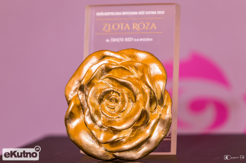 Święto Róży - dzień drugi