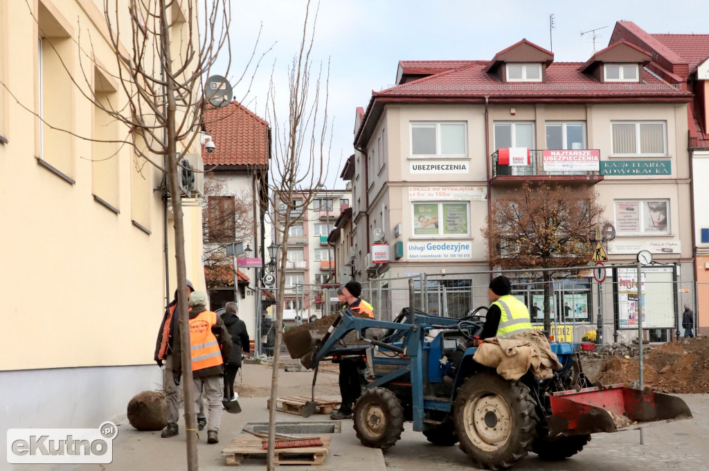 Nasadzenia w centrum Kutna