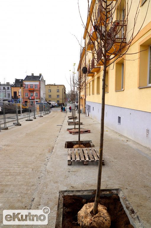 Nasadzenia w centrum Kutna