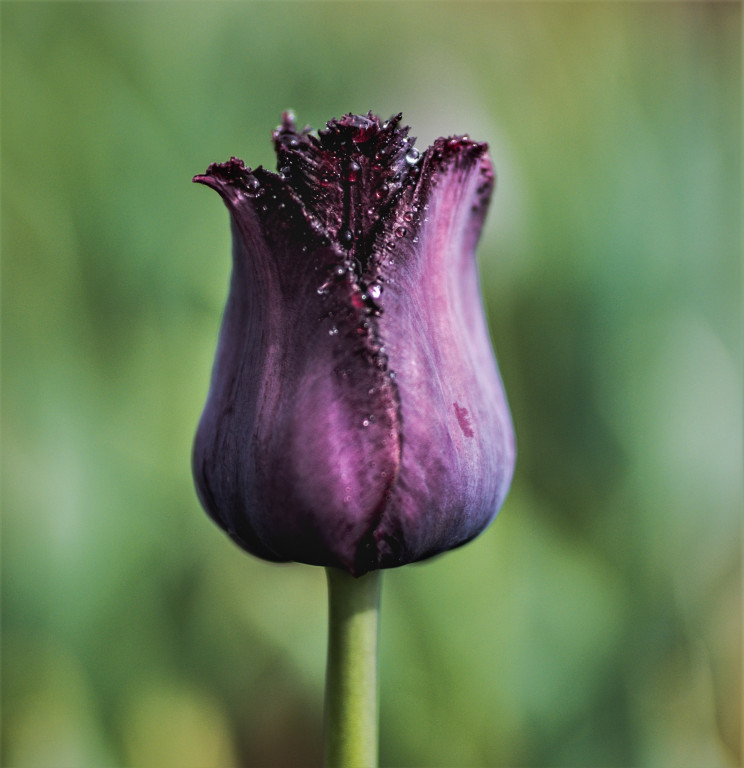 Tulipany w Magicznych Ogrodach