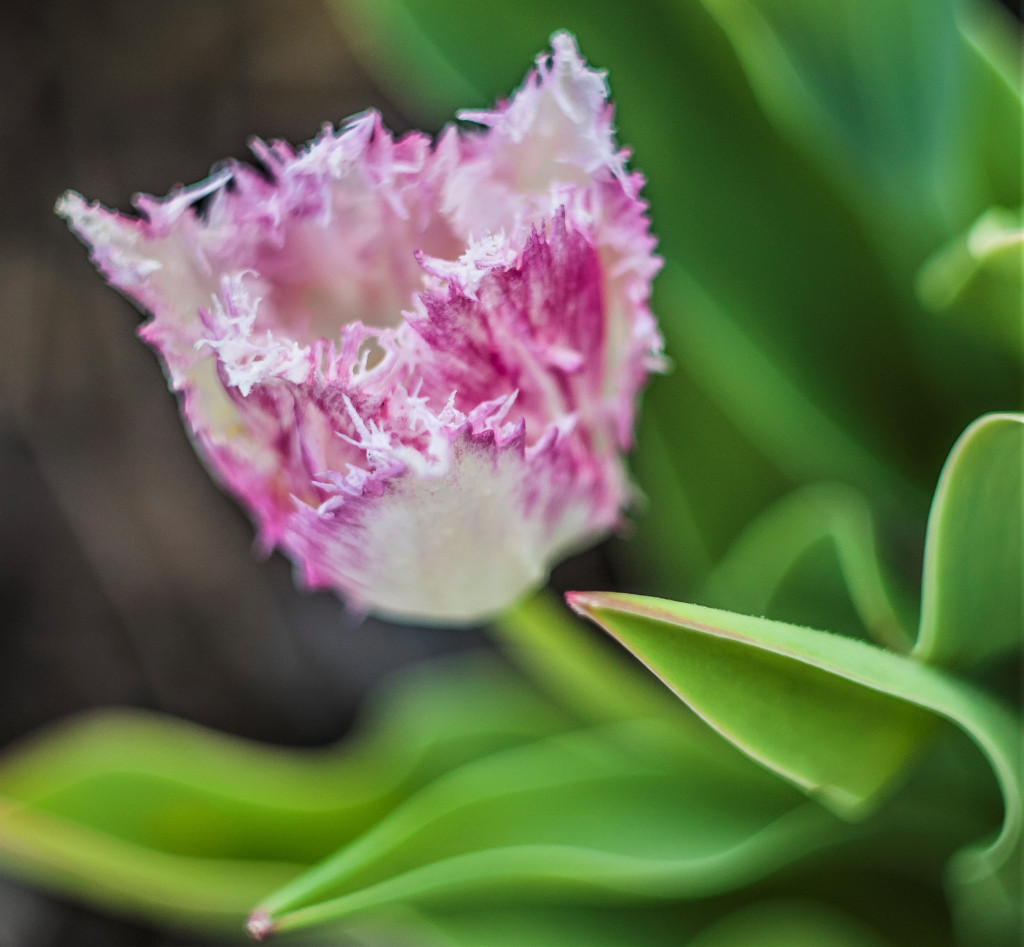 Tulipany w Magicznych Ogrodach