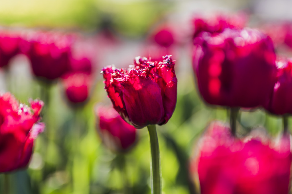 Tulipany w Magicznych Ogrodach