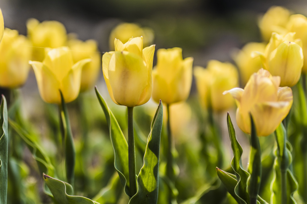 Tulipany w Magicznych Ogrodach