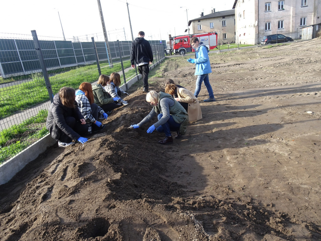 Sadzimy Ogród Żonkila Pamięci o Holokauście!