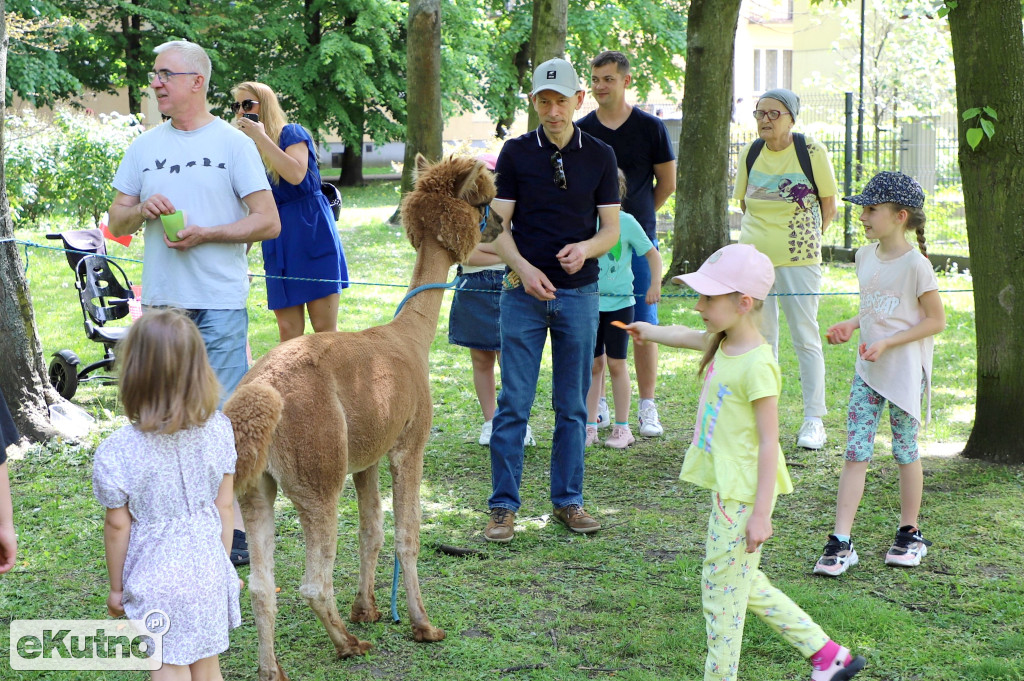 Piknik Organizacji Pozarządowych