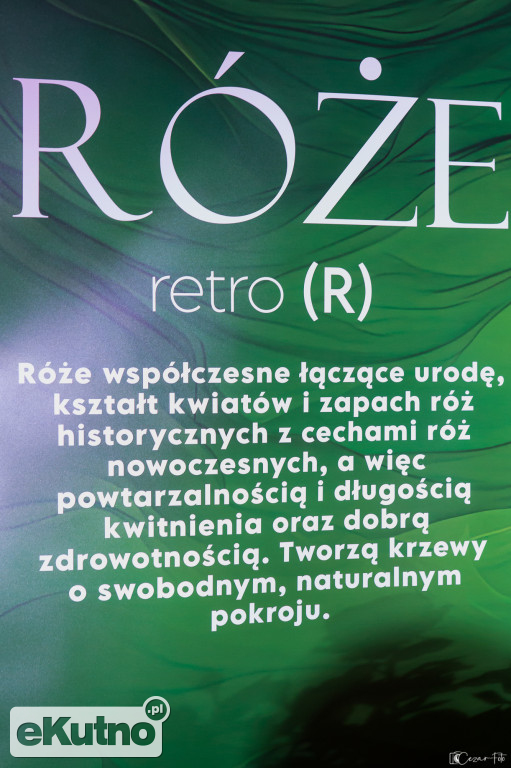 Wystawa róż w ramach 50. Święta Róży