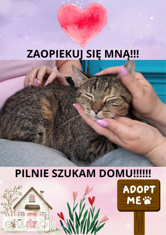 Chałka szuka człowieka