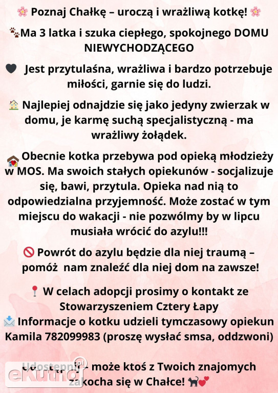 Chałka szuka człowieka