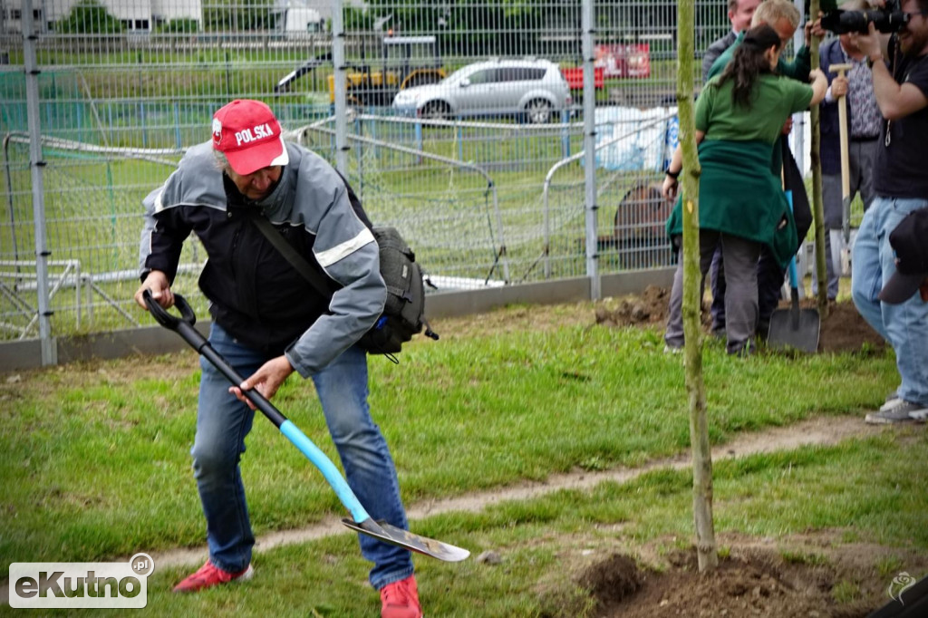 Powstała aleja platanów