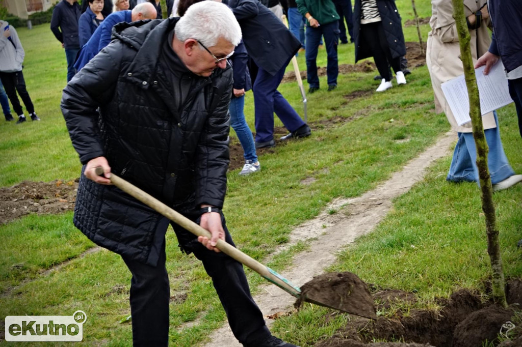 Powstała aleja platanów