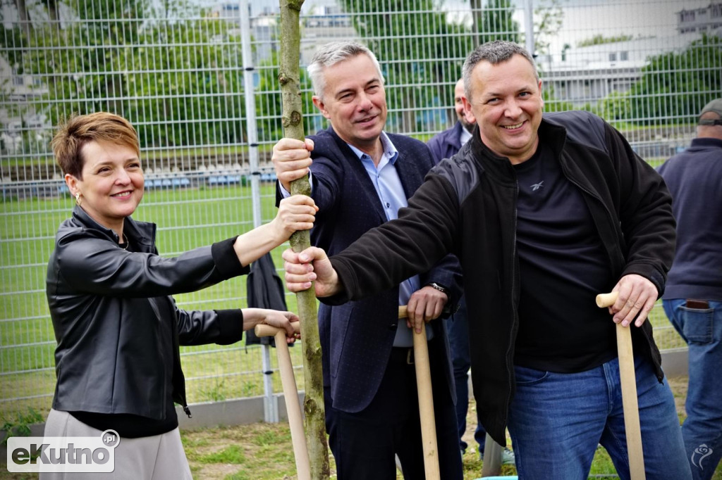 Powstała aleja platanów