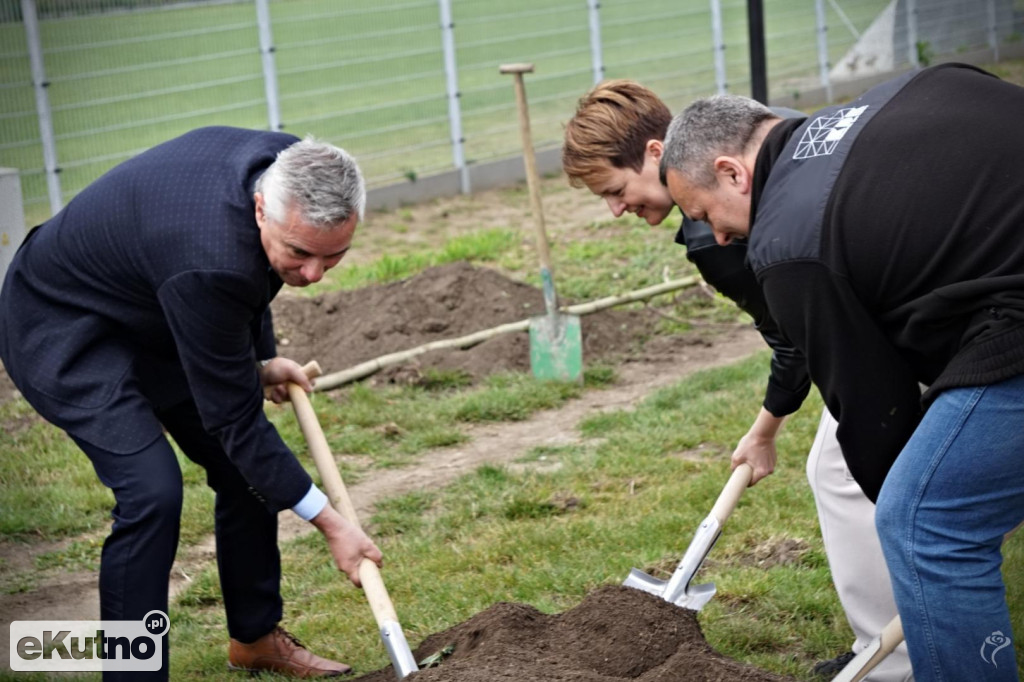 Powstała aleja platanów