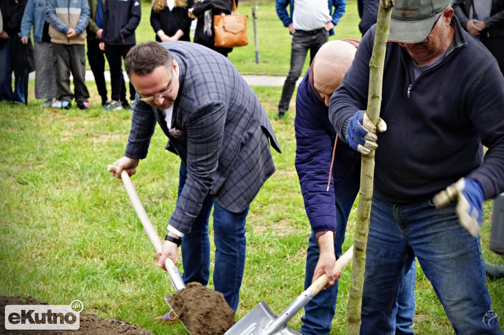 Powstała aleja platanów