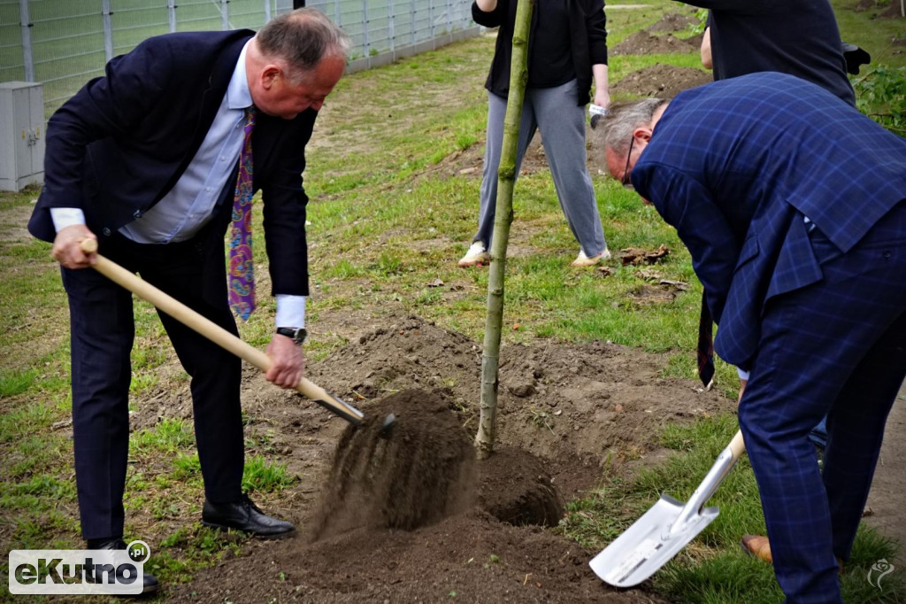Powstała aleja platanów