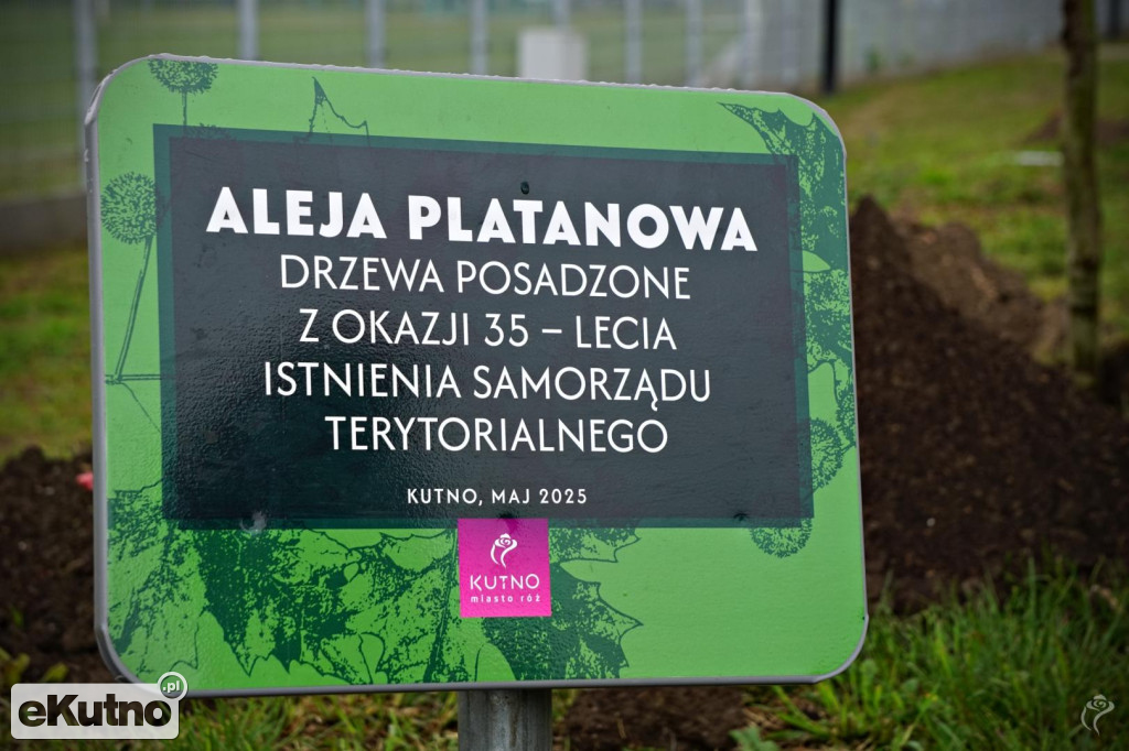 Powstała aleja platanów