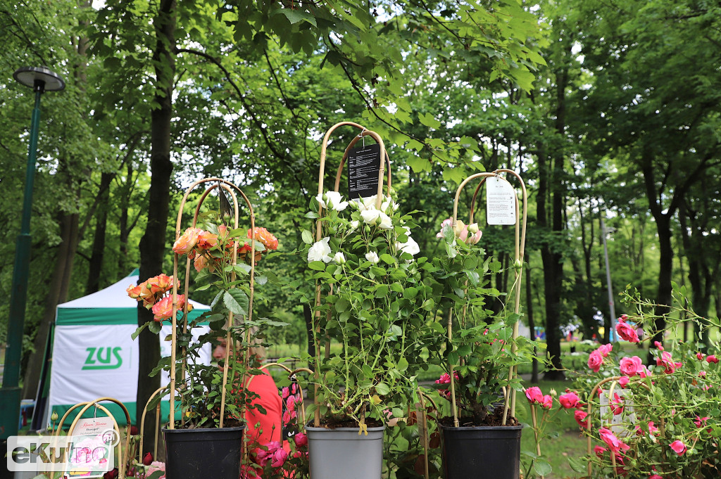 Piknik wśród róż w centrum Kutna