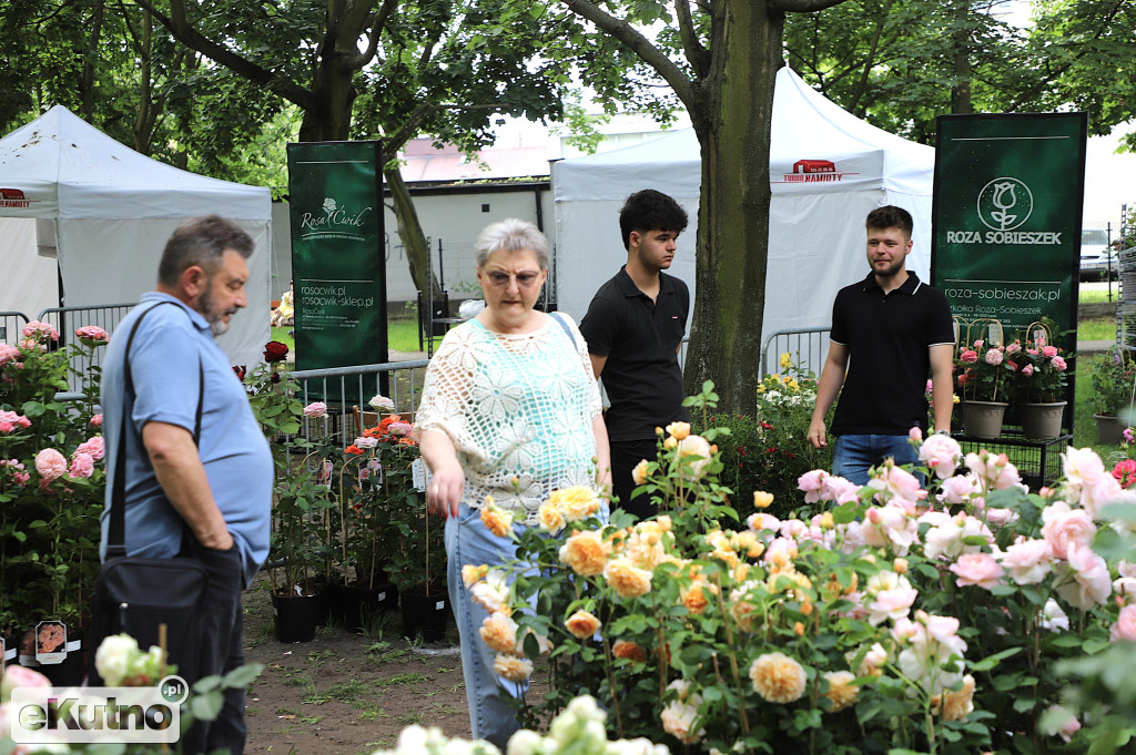 Piknik wśród róż w centrum Kutna