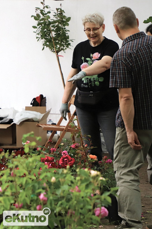 Piknik wśród róż w centrum Kutna