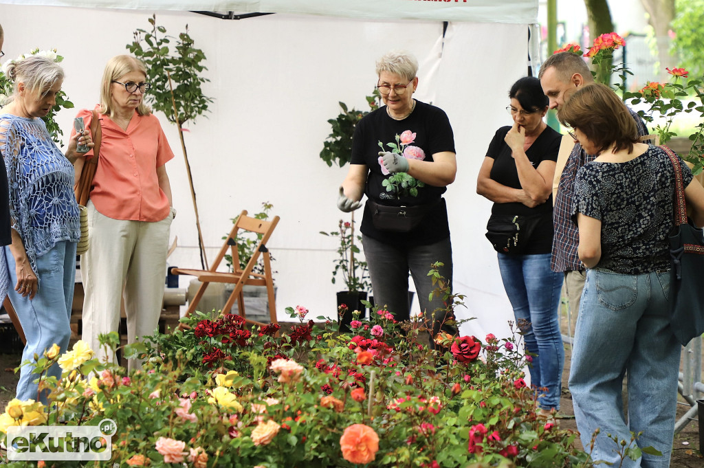 Piknik wśród róż w centrum Kutna