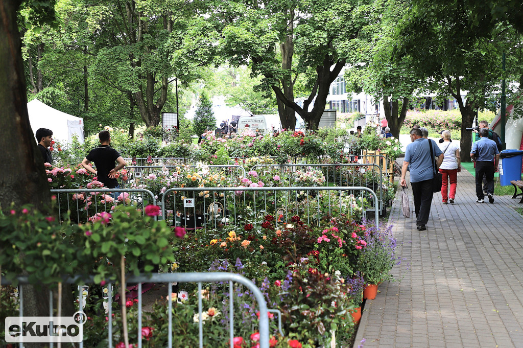 Piknik wśród róż w centrum Kutna