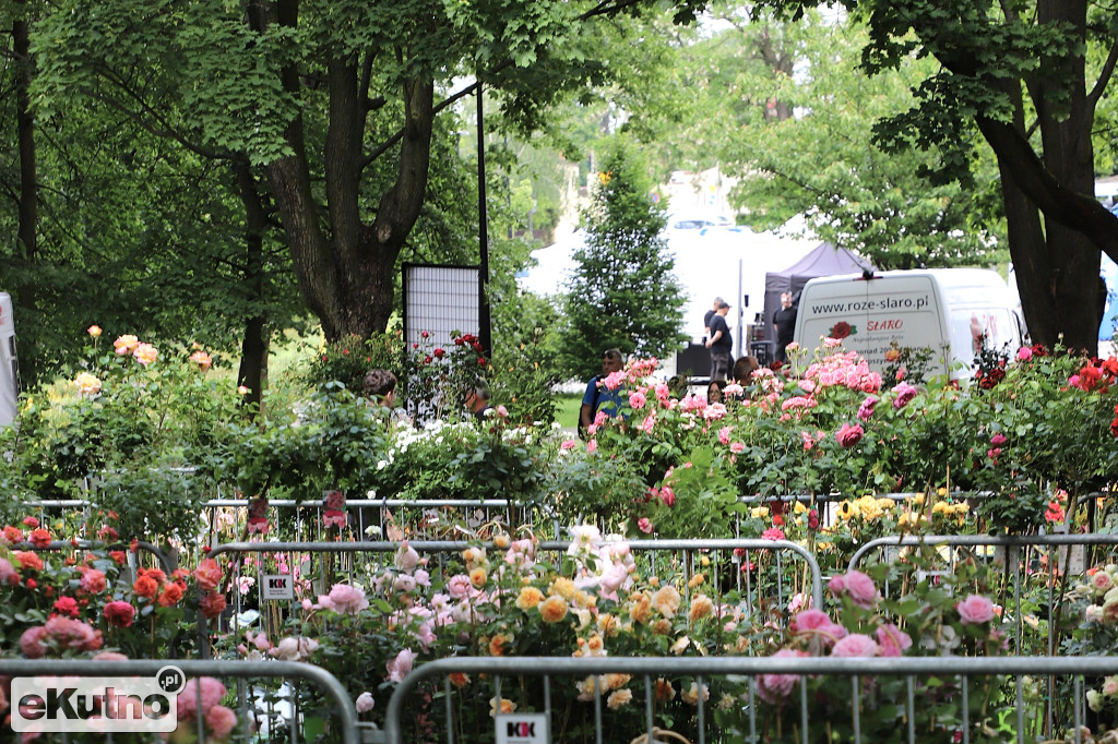 Piknik wśród róż w centrum Kutna