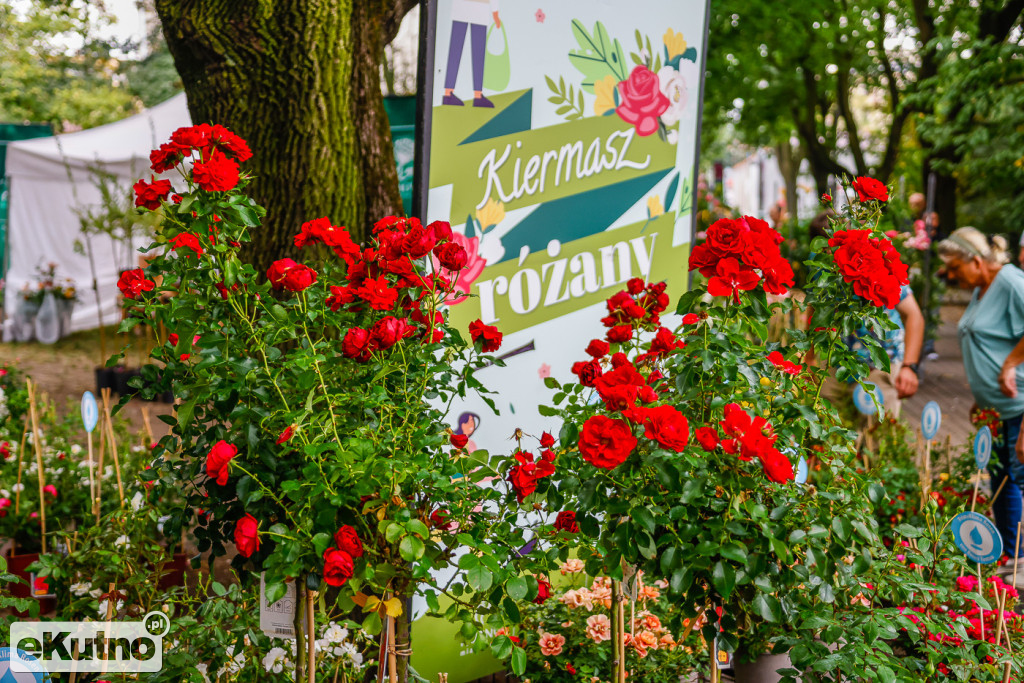 51. Ogólnopolska Wystawa Róż w Kutnie