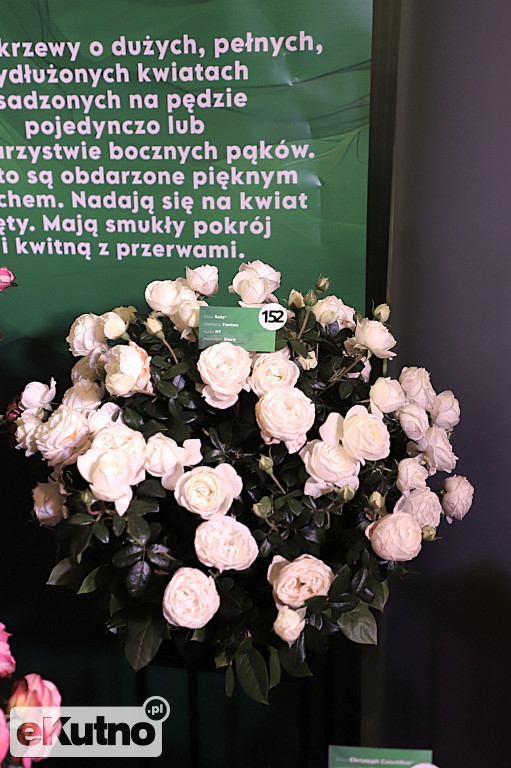 Ostatni dzień Święta Róży 2025