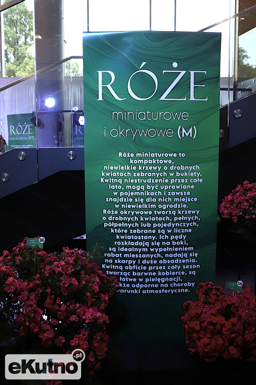 Ostatni dzień Święta Róży 2025