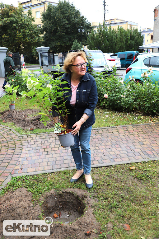 Sadzili hortensje przy Willi dr. A. Troczewskiego