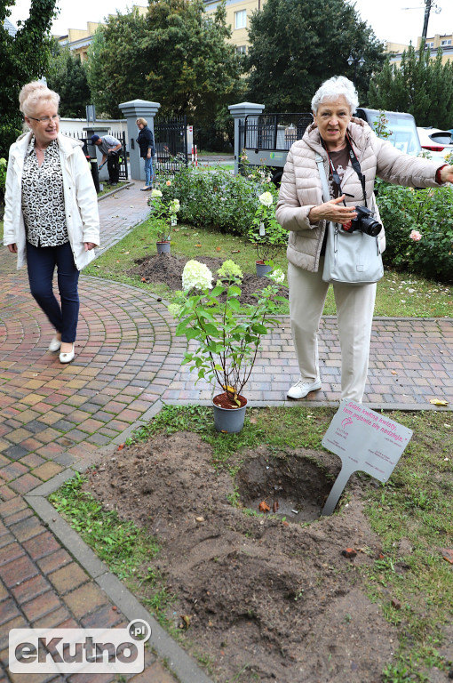 Sadzili hortensje przy Willi dr. A. Troczewskiego