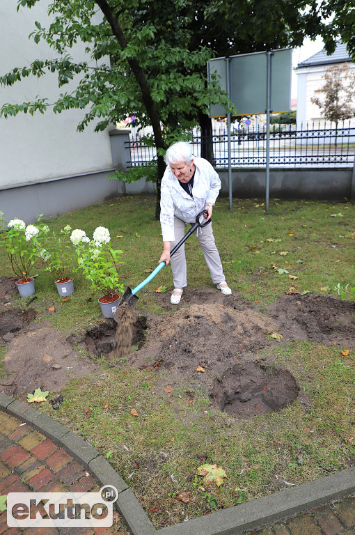 Sadzili hortensje przy Willi dr. A. Troczewskiego