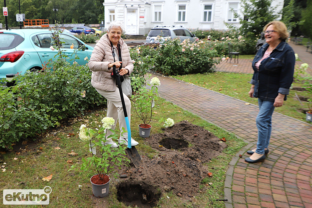 Sadzili hortensje przy Willi dr. A. Troczewskiego