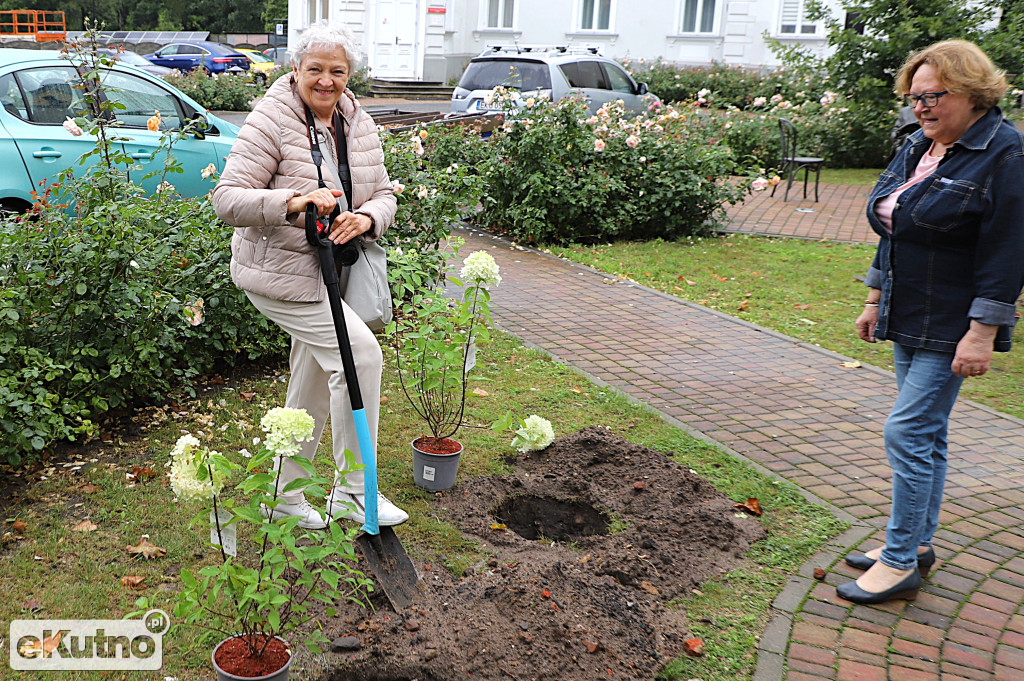 Sadzili hortensje przy Willi dr. A. Troczewskiego