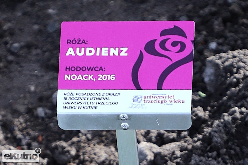 18 róż na 18-lecie UTW w Kutnie