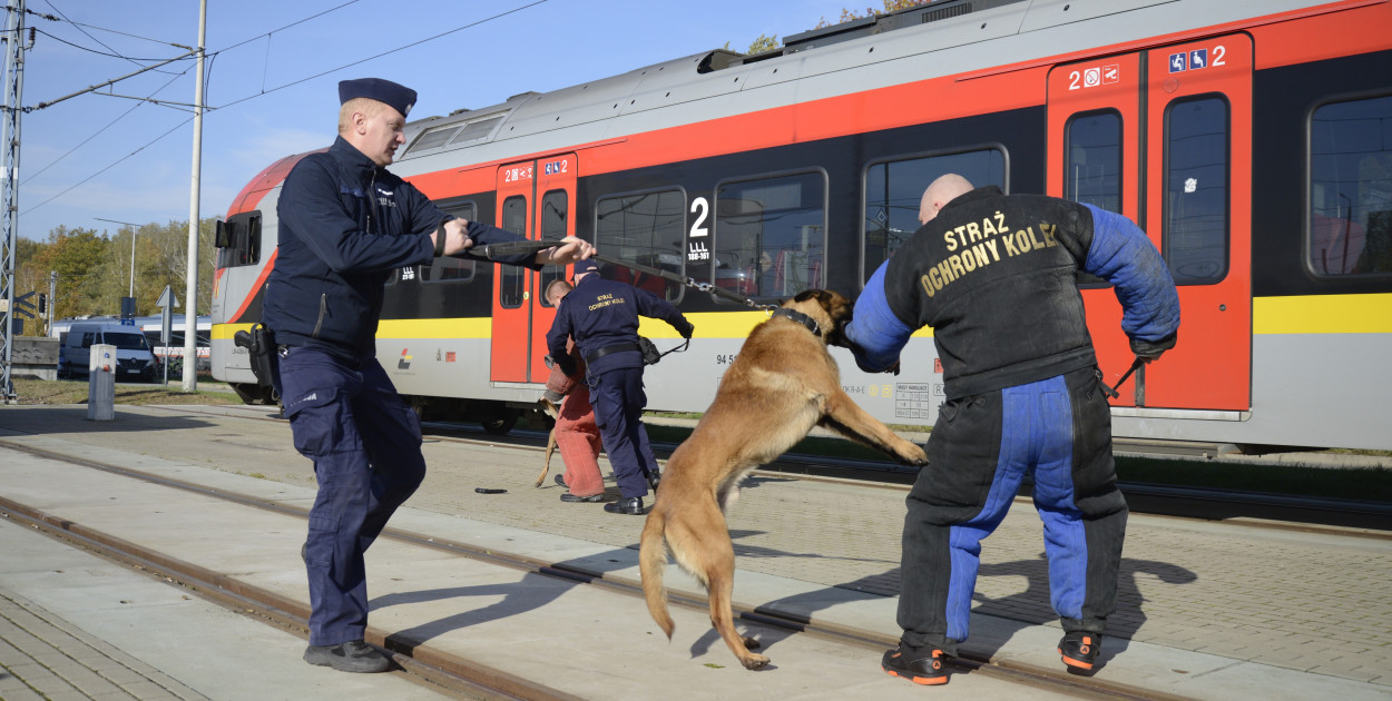 Szkolenie dla przewodników psów