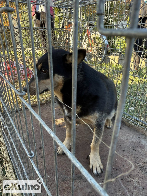 Akcja ratownicza