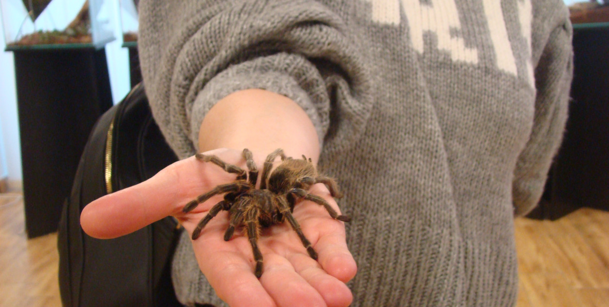 Pająki nie takie straszne jak je malują