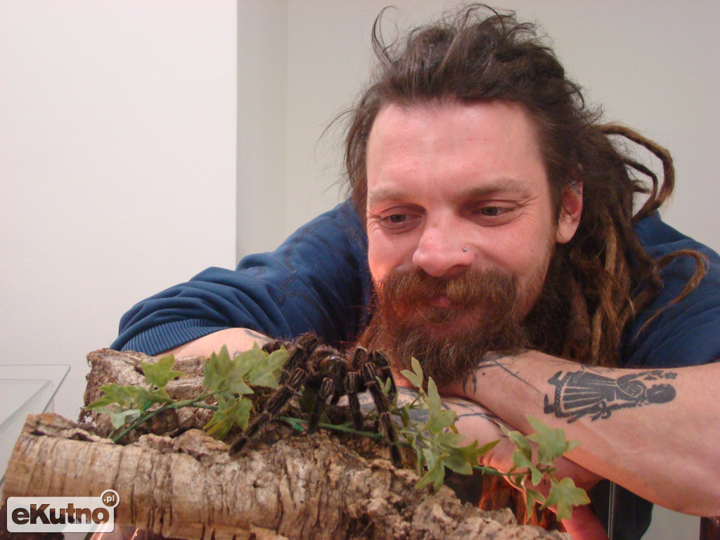 Pająki nie takie straszne jak je malują