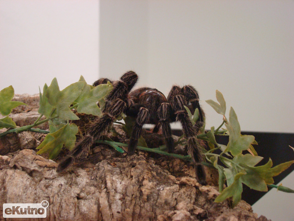 Pająki nie takie straszne jak je malują
