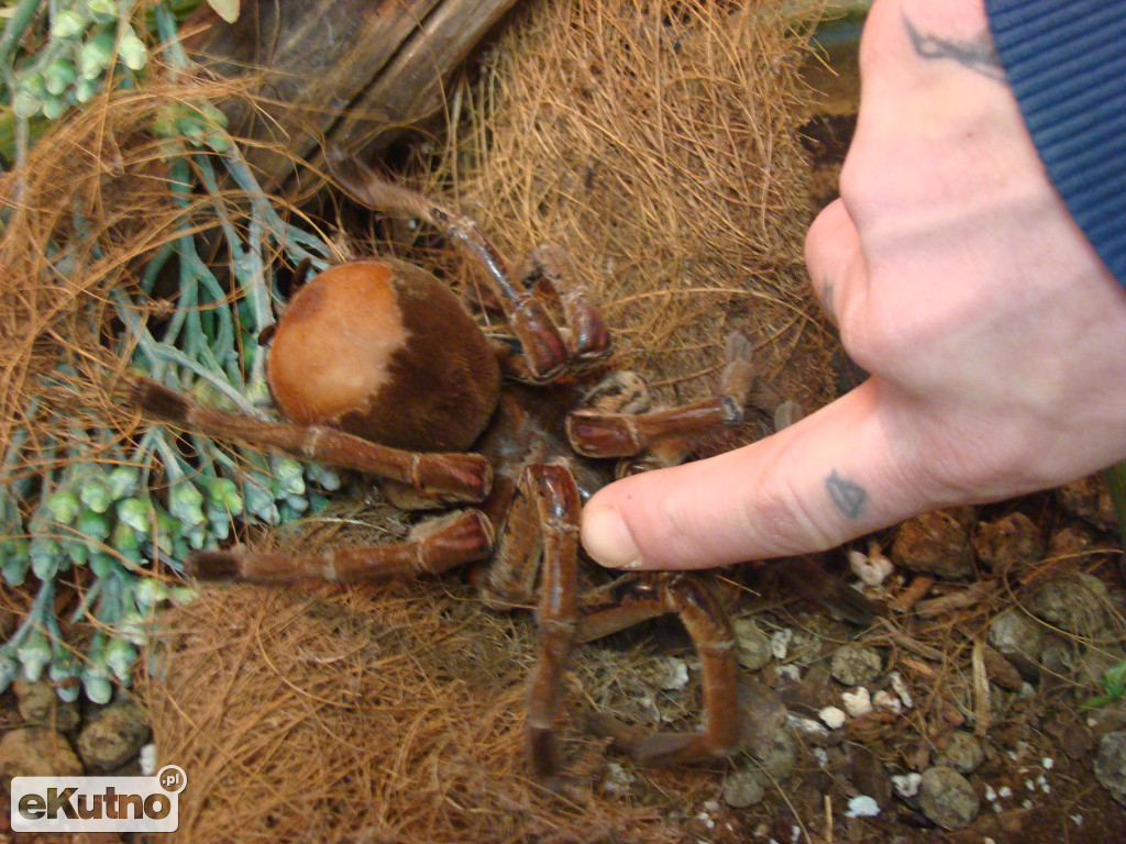 Pająki nie takie straszne jak je malują