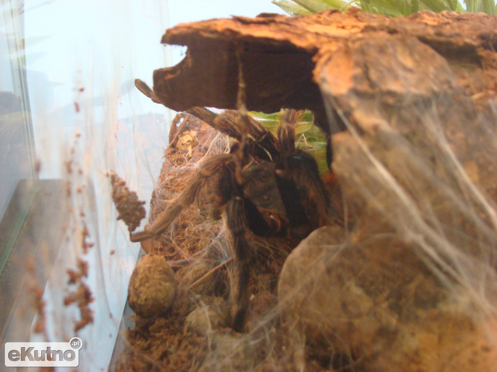 Pająki nie takie straszne jak je malują