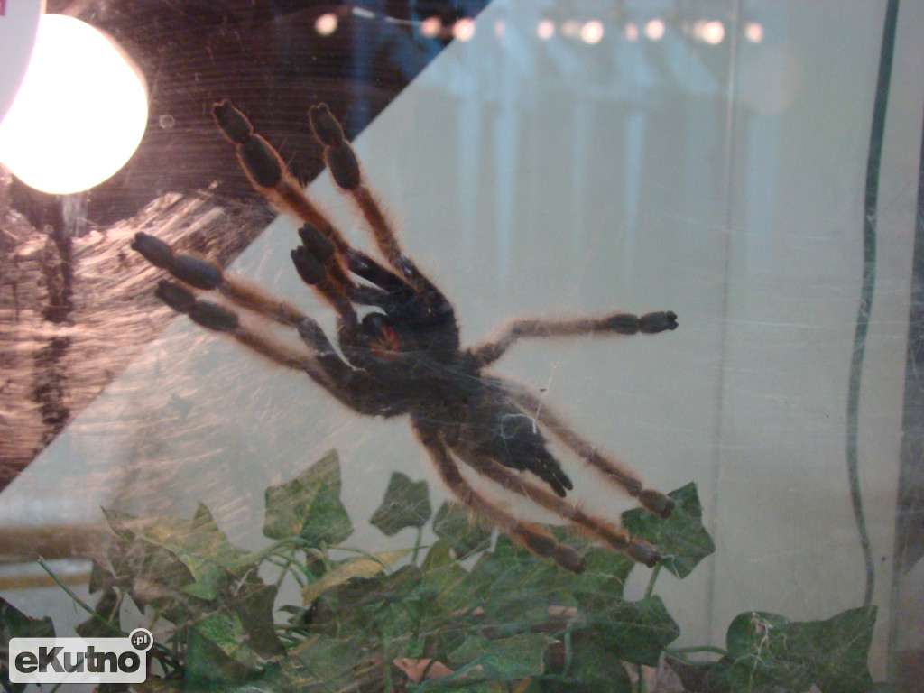 Pająki nie takie straszne jak je malują