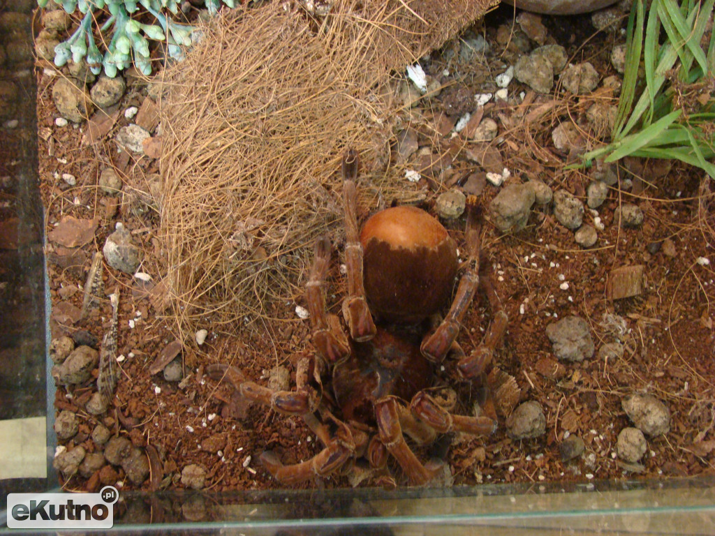 Pająki nie takie straszne jak je malują