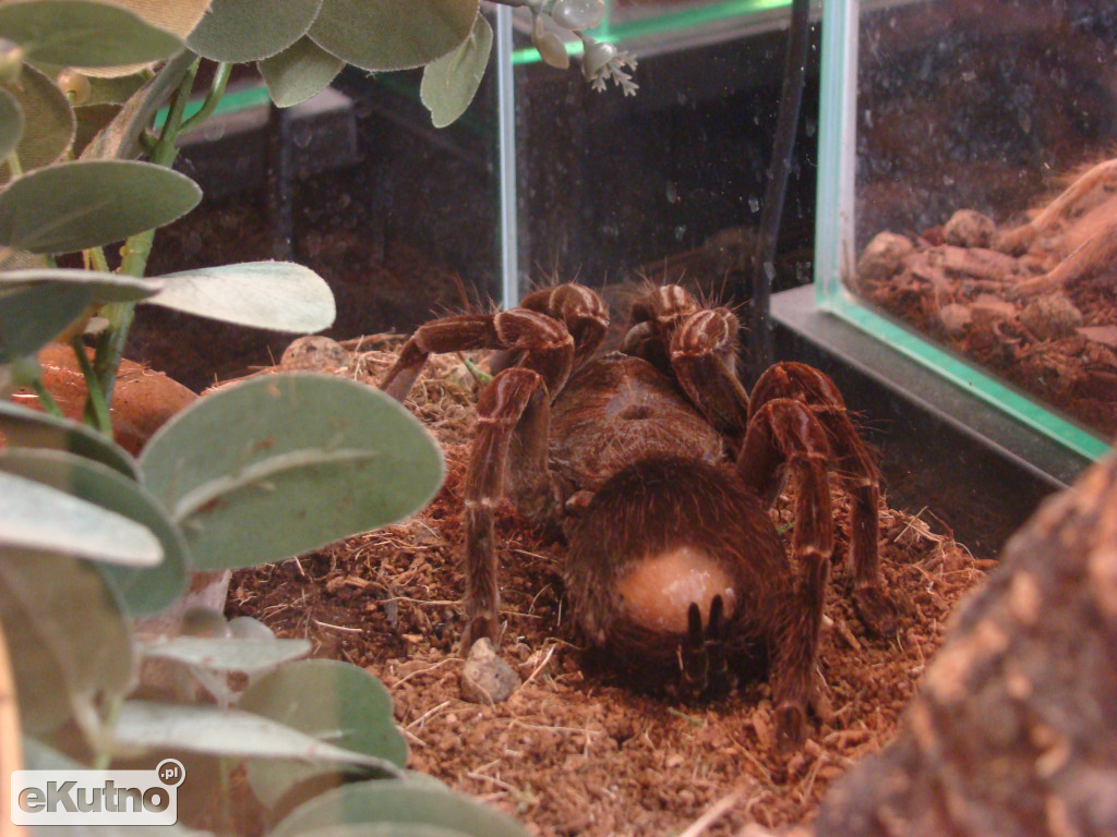 Pająki nie takie straszne jak je malują