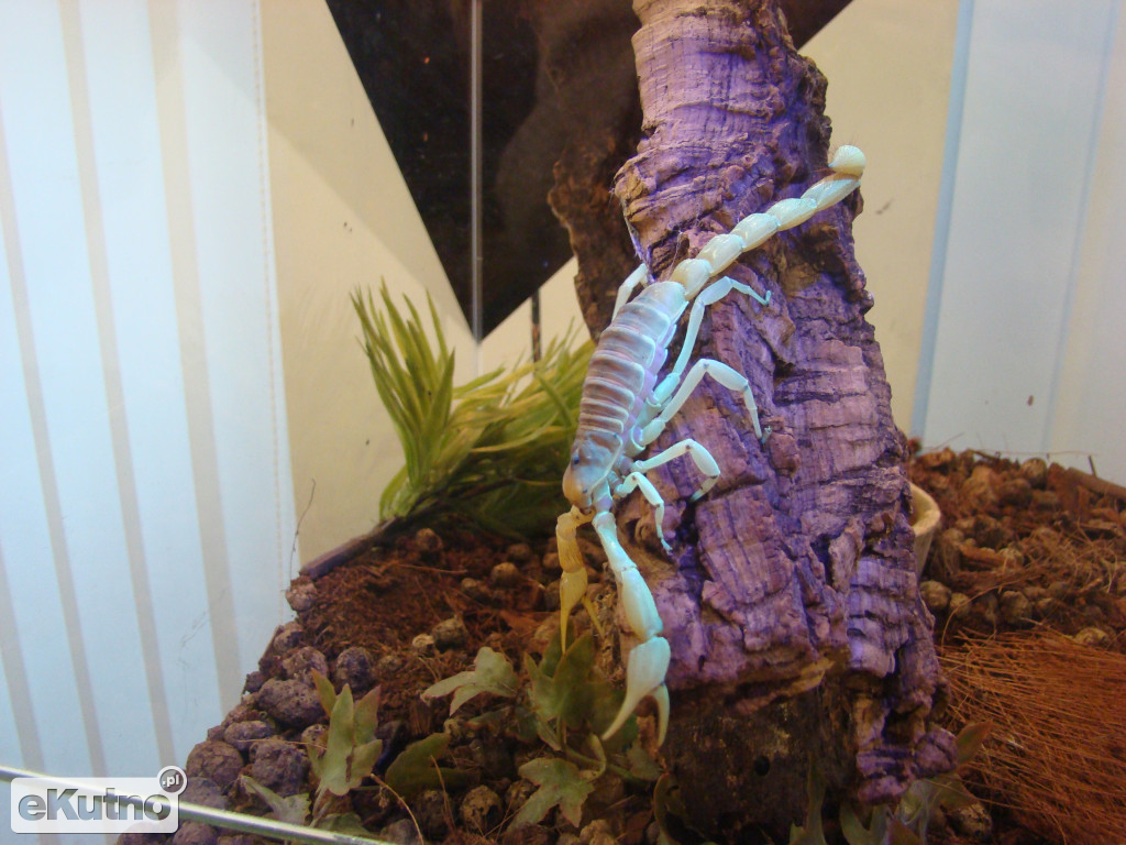 Pająki nie takie straszne jak je malują