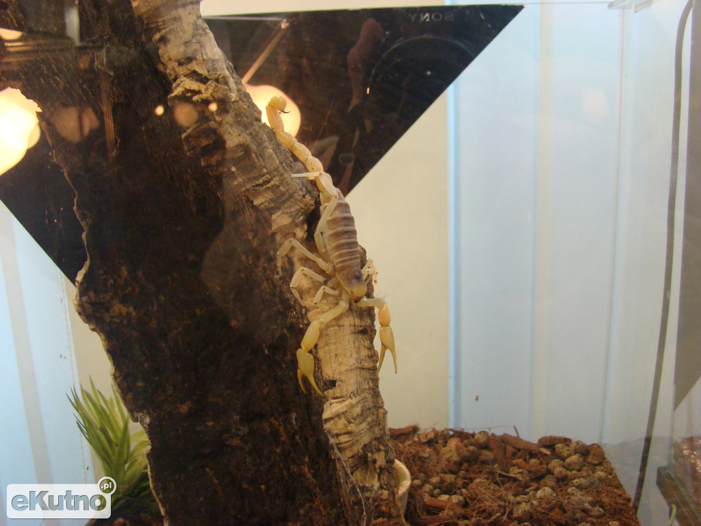 Pająki nie takie straszne jak je malują